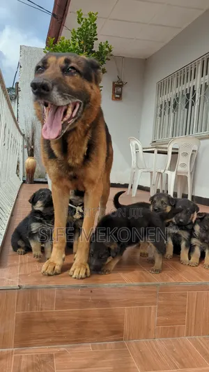 Photo - 1-3 months Male Purebred German Shepherd
