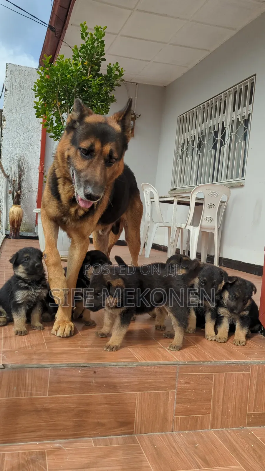 1-3 months Male Purebred German Shepherd