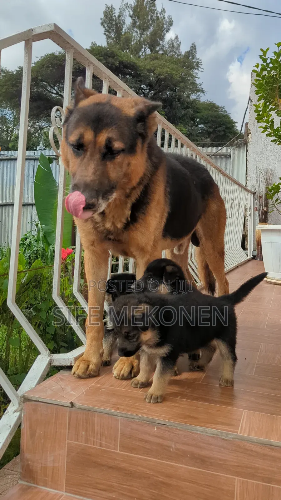 1-3 months Male Purebred German Shepherd