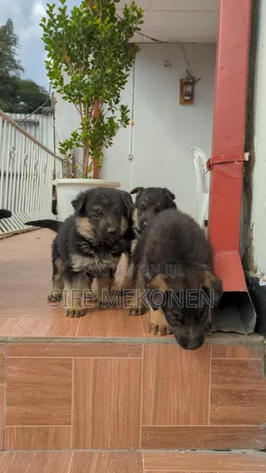 1-3 months Male Purebred German Shepherd