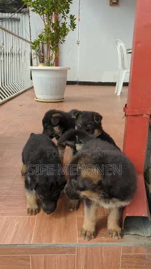 1-3 months Male Purebred German Shepherd