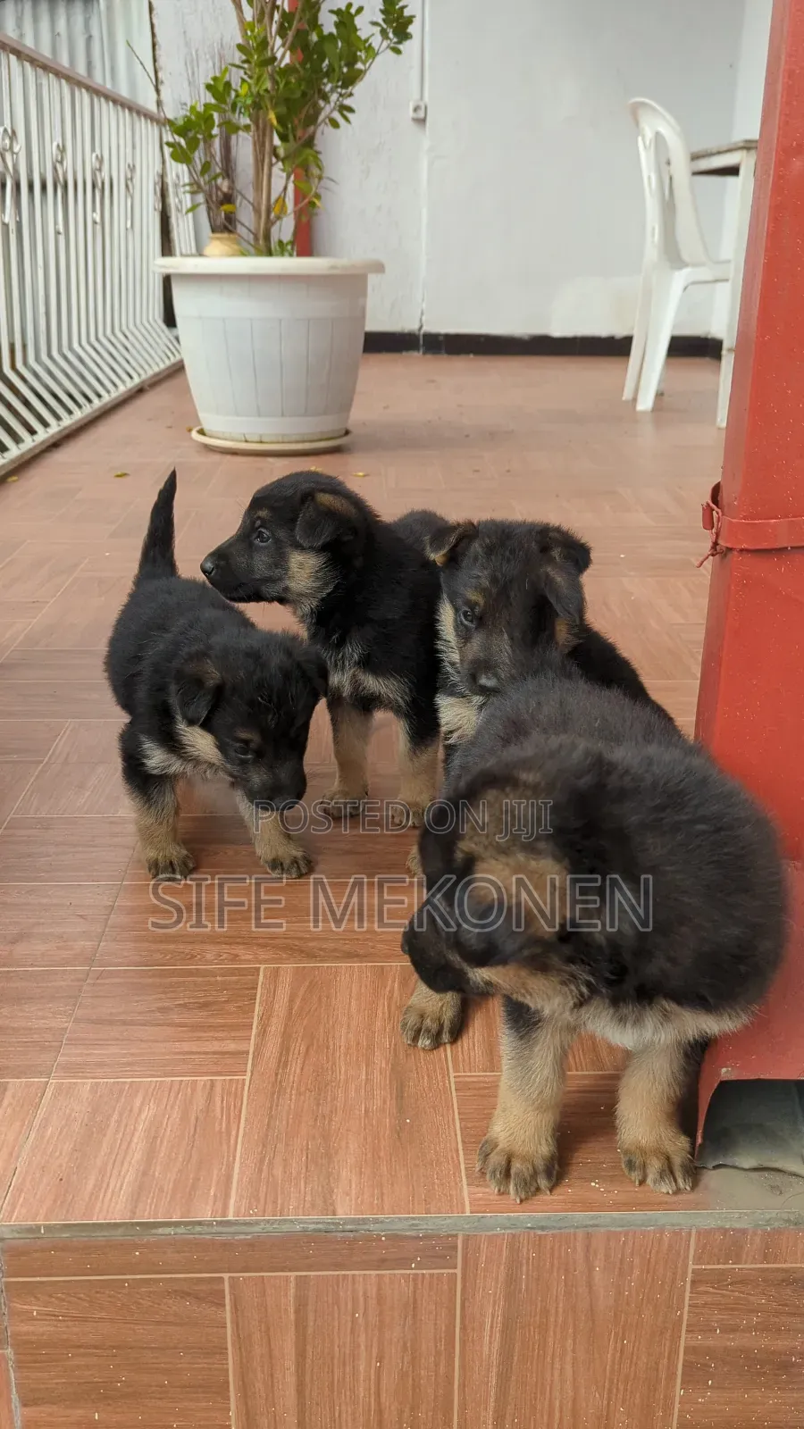 1-3 months Male Purebred German Shepherd