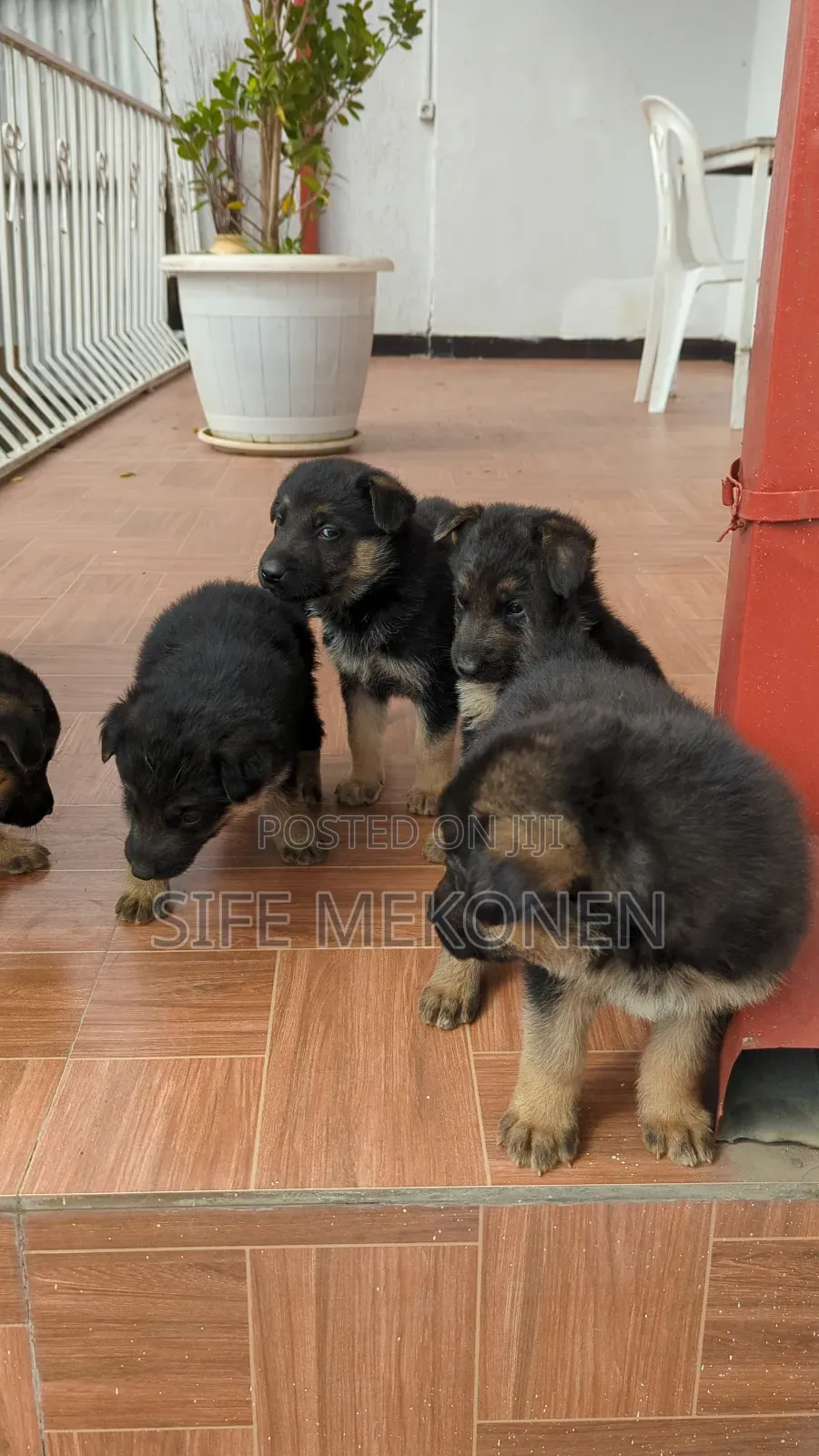 1-3 months Male Purebred German Shepherd