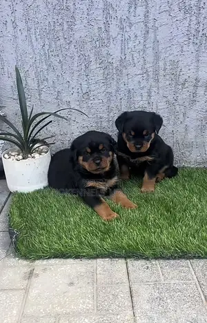 1-3 months Male Purebred Rottweiler