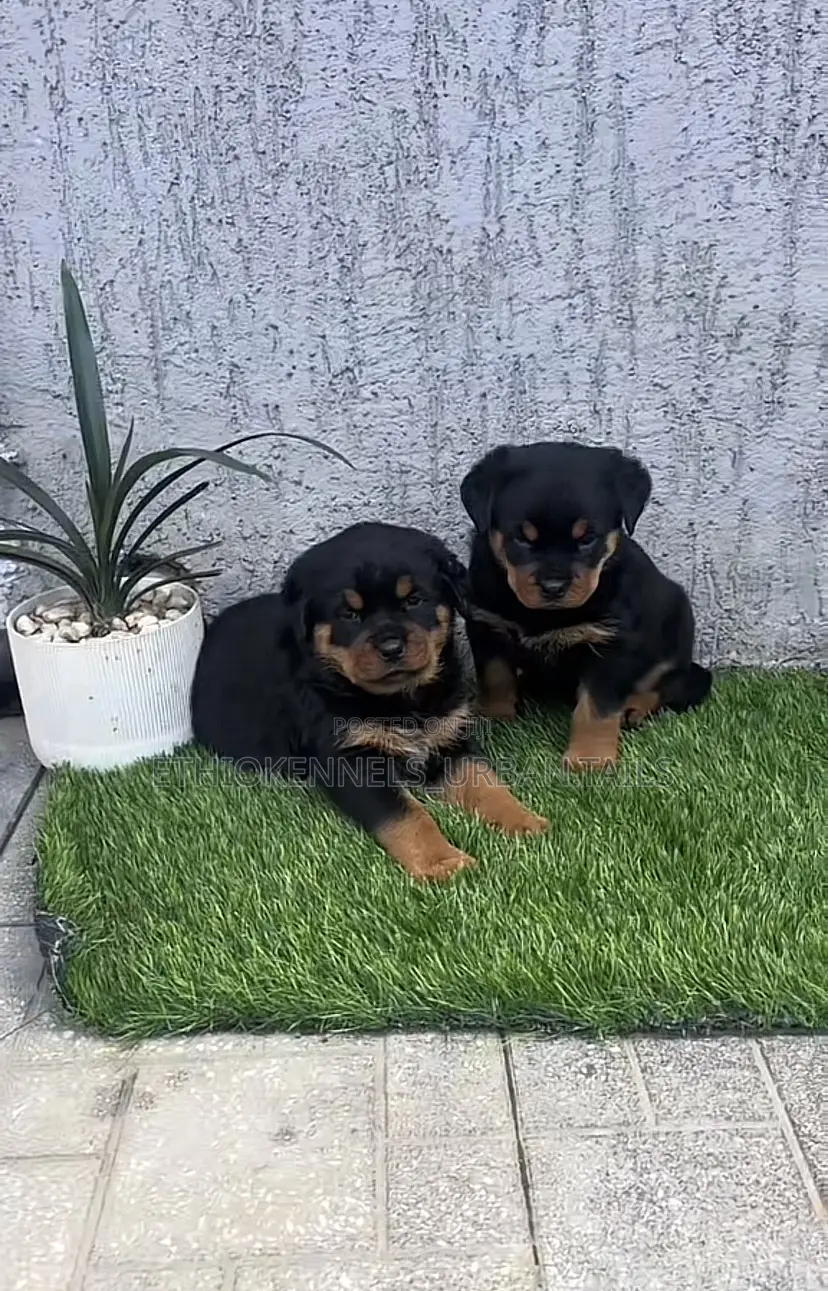 1-3 months Male Purebred Rottweiler