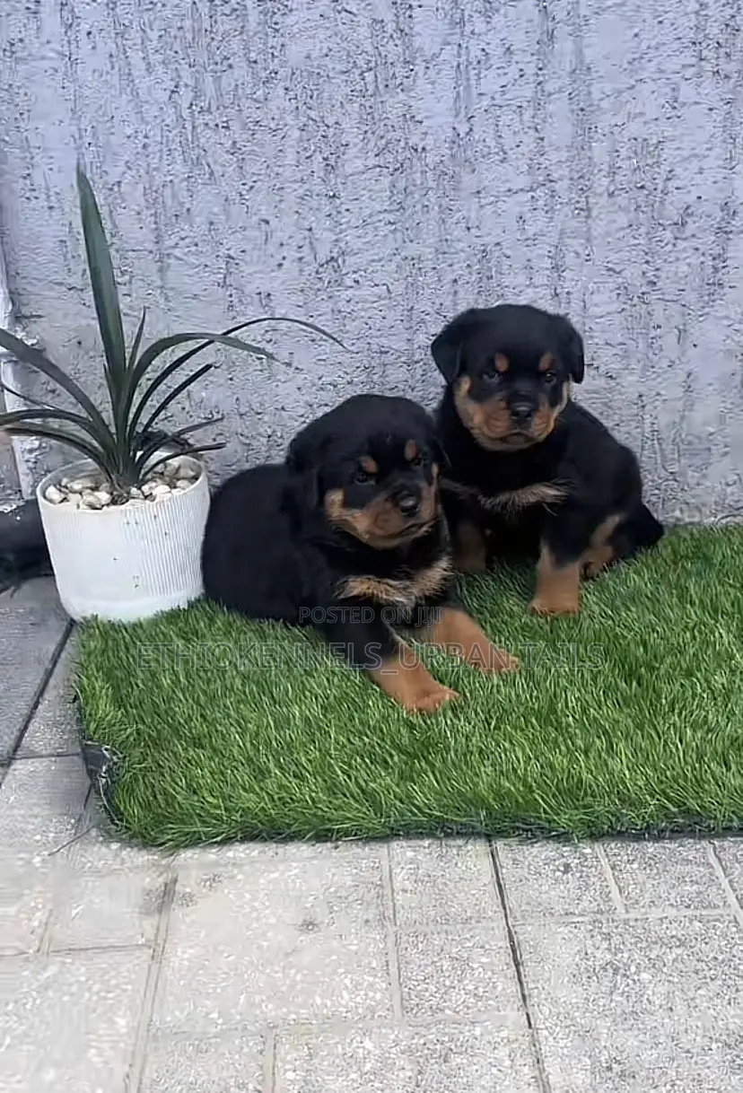 1-3 months Male Purebred Rottweiler