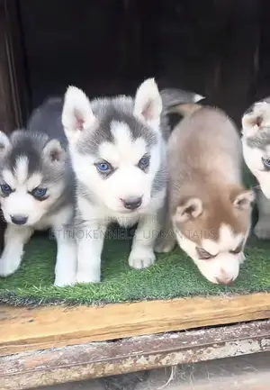 Photo - 1-3 months Female Purebred Siberian Husky