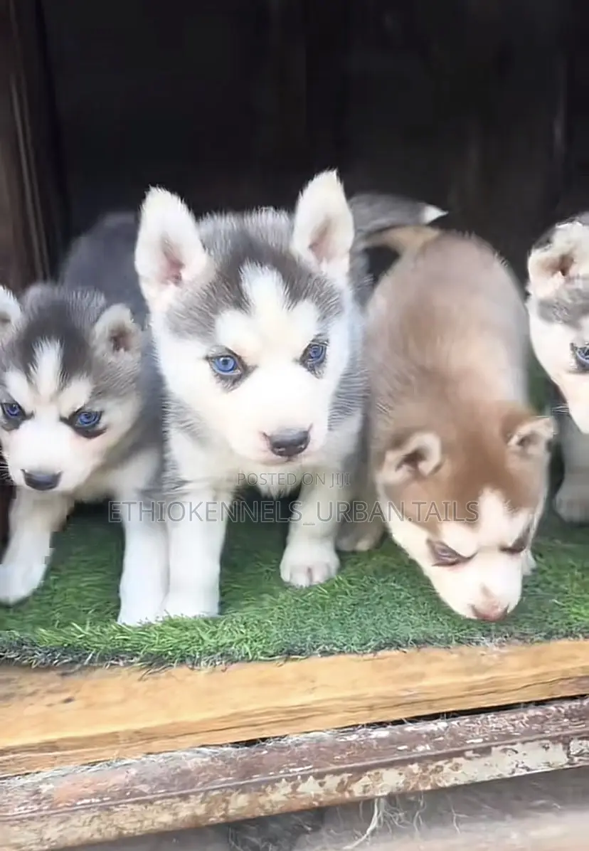 1-3 months Female Purebred Siberian Husky
