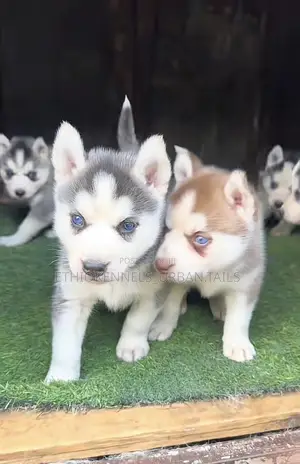 1-3 months Female Purebred Siberian Husky