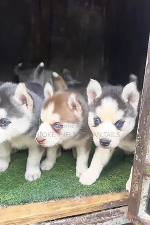 1-3 months Female Purebred Siberian Husky