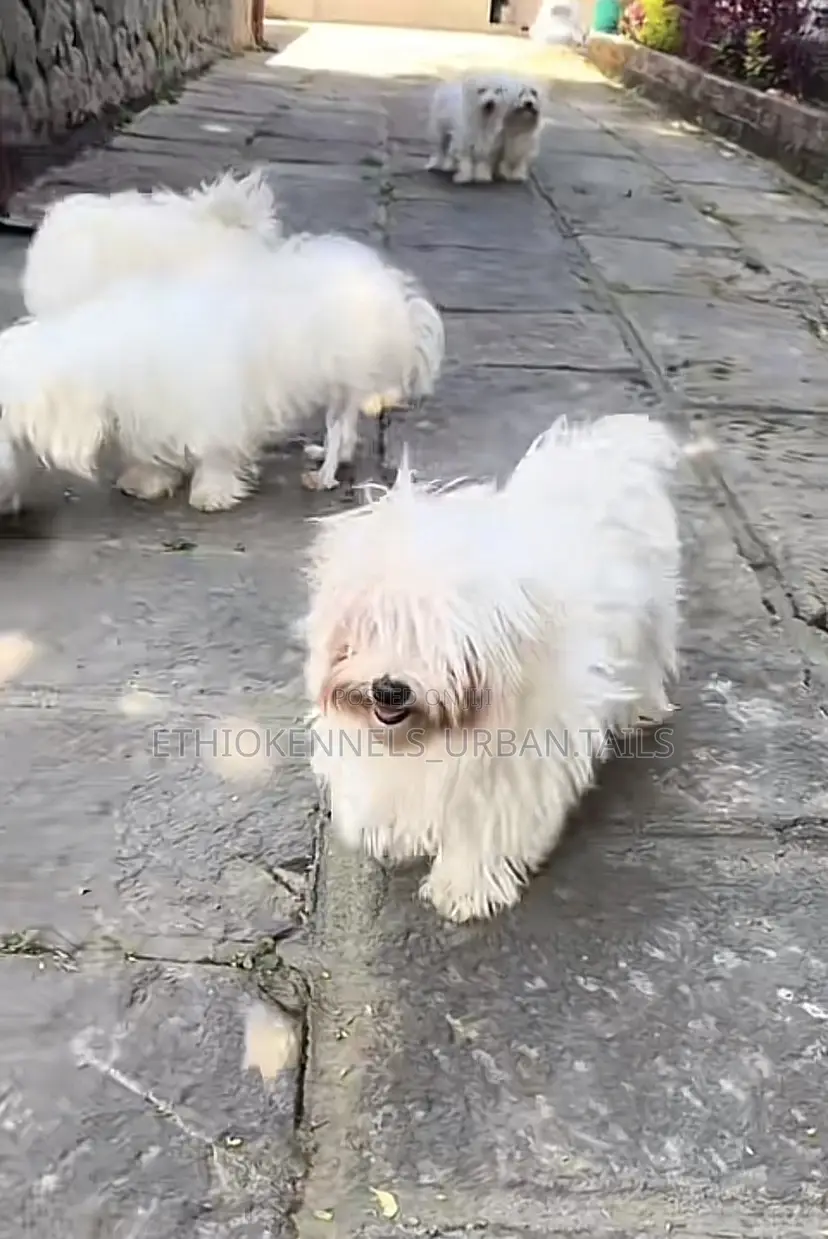 1-3 months Male Purebred Maltese