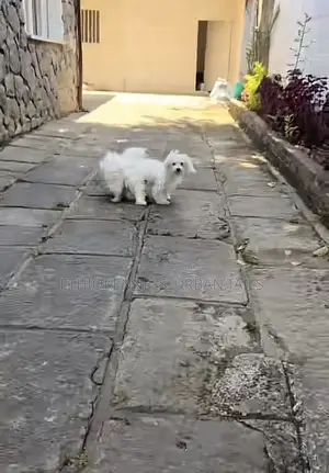 1-3 months Male Purebred Maltese