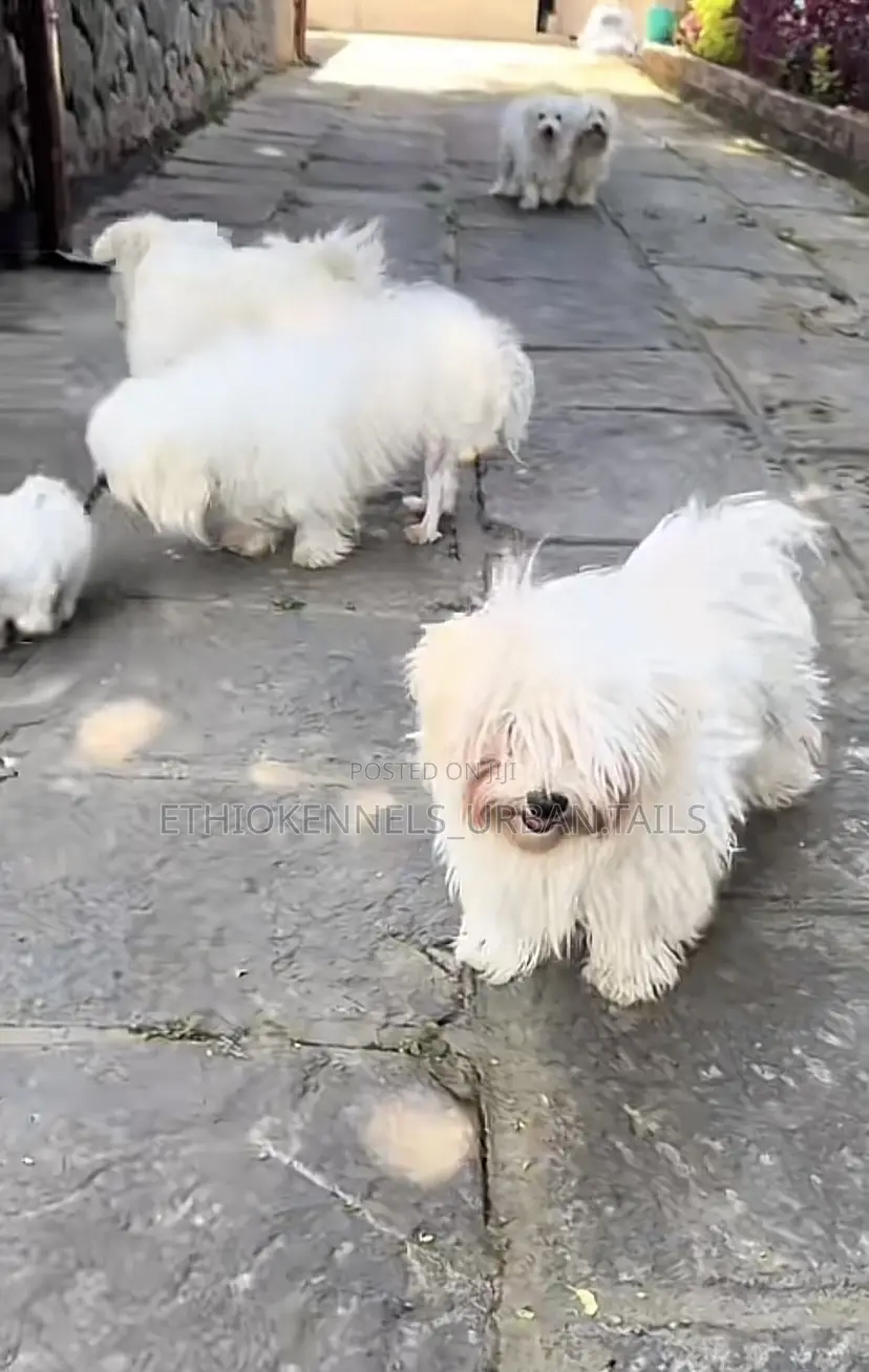 1-3 months Male Purebred Maltese