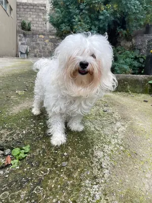 Photo - 1-3 months Male Purebred Maltese