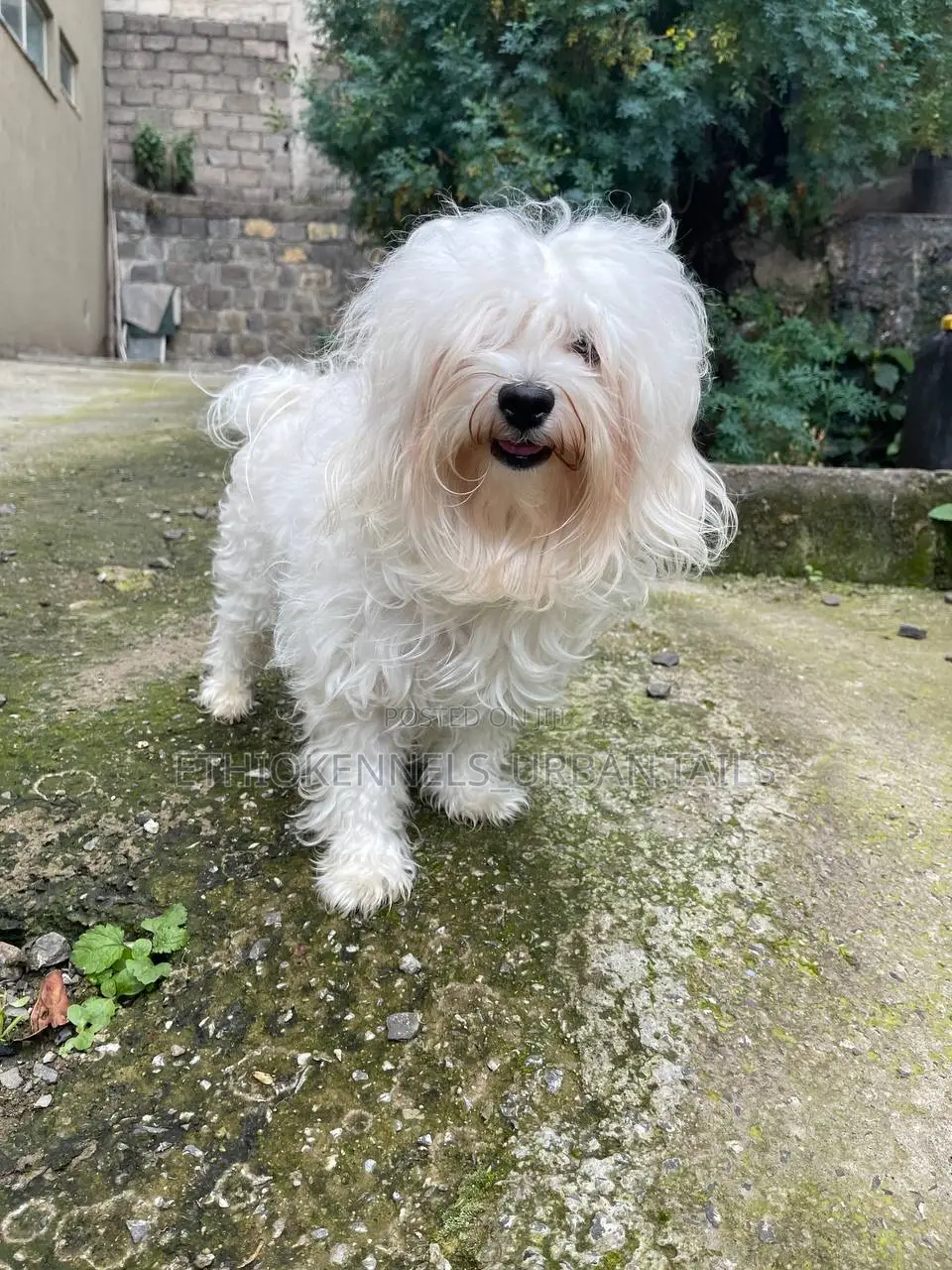 1-3 months Male Purebred Maltese