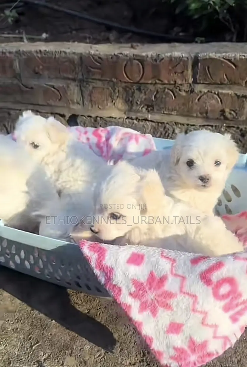 1-3 months Female Purebred Maltese