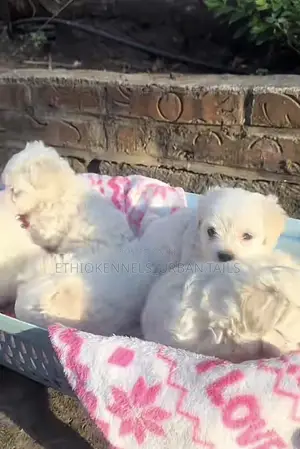 Photo - 1-3 months Female Purebred Maltese