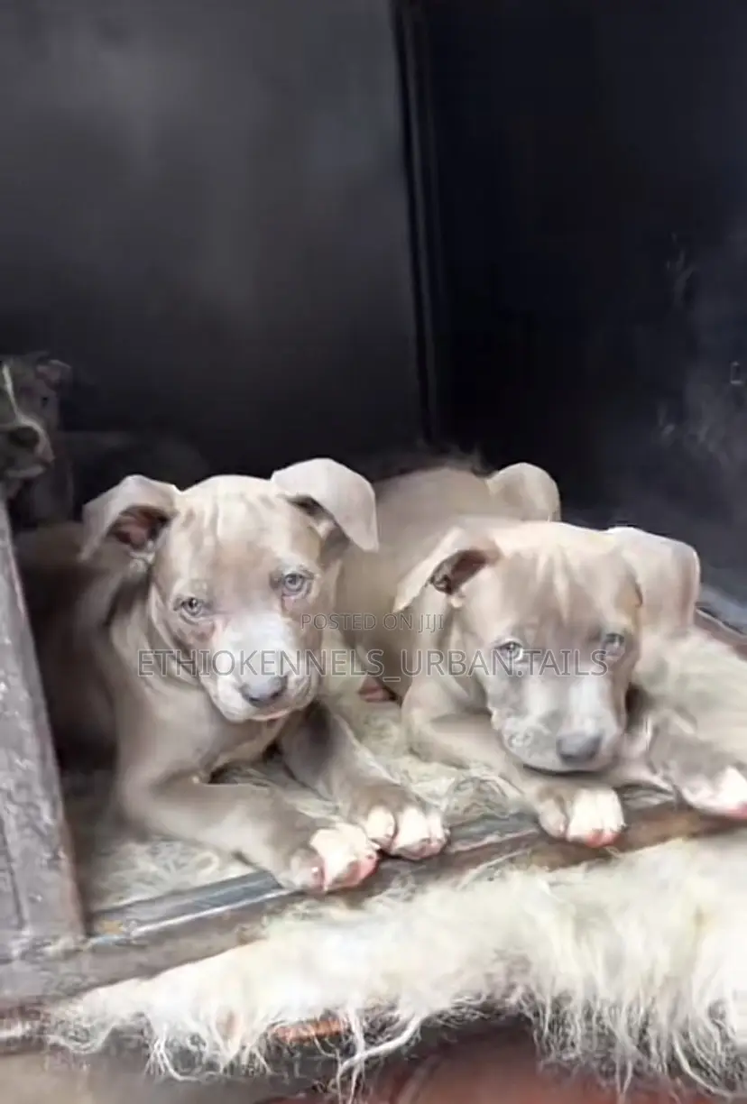 1-3 months Female Purebred American Pit Bull Terrier