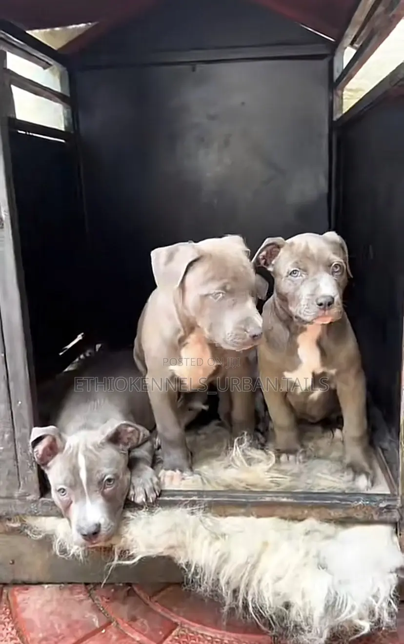 1-3 months Female Purebred American Pit Bull Terrier