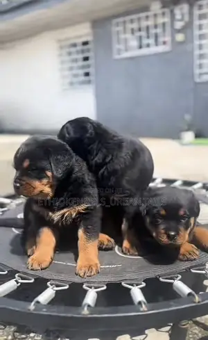 Photo - 1-3 months Female Purebred Rottweiler