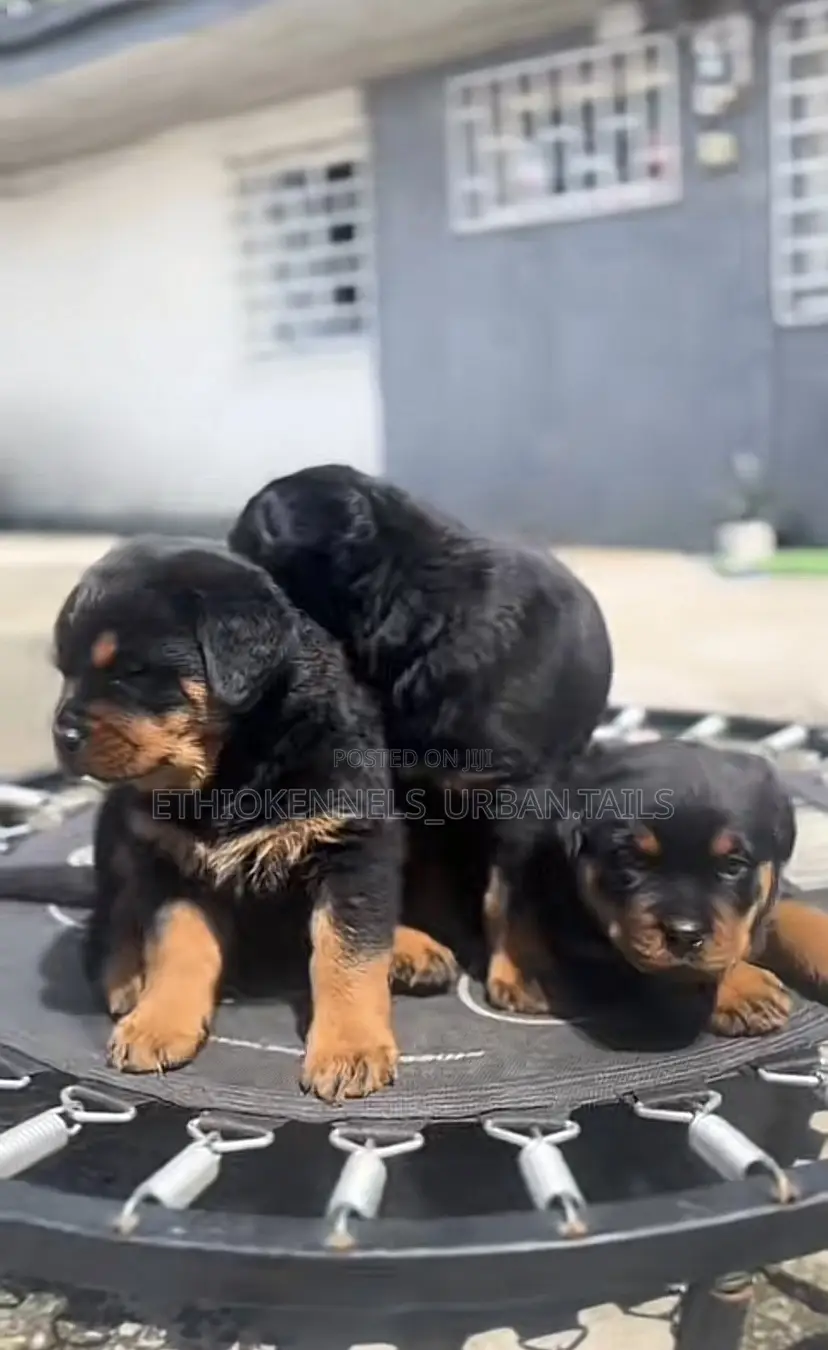 1-3 months Female Purebred Rottweiler