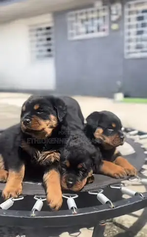 1-3 months Female Purebred Rottweiler
