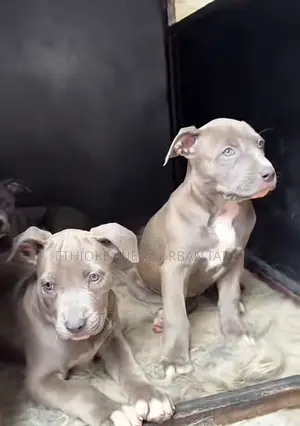 1-3 months Male Purebred American Pit Bull Terrier