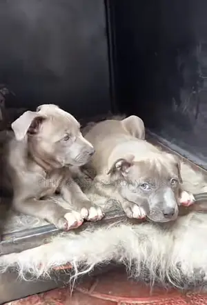 1-3 months Male Purebred American Pit Bull Terrier