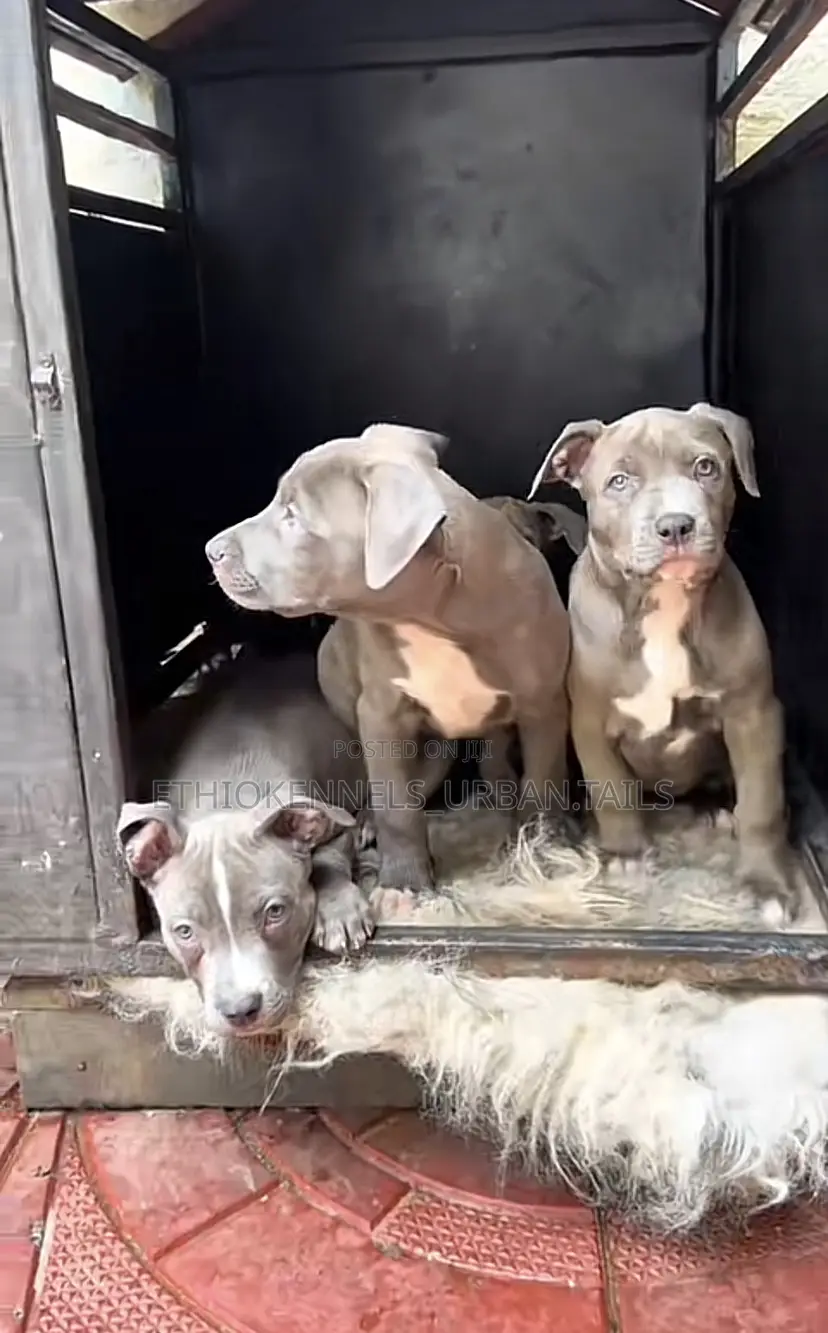 1-3 months Male Purebred American Pit Bull Terrier