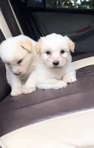 Photo - 1-3 months Male Purebred Maltese