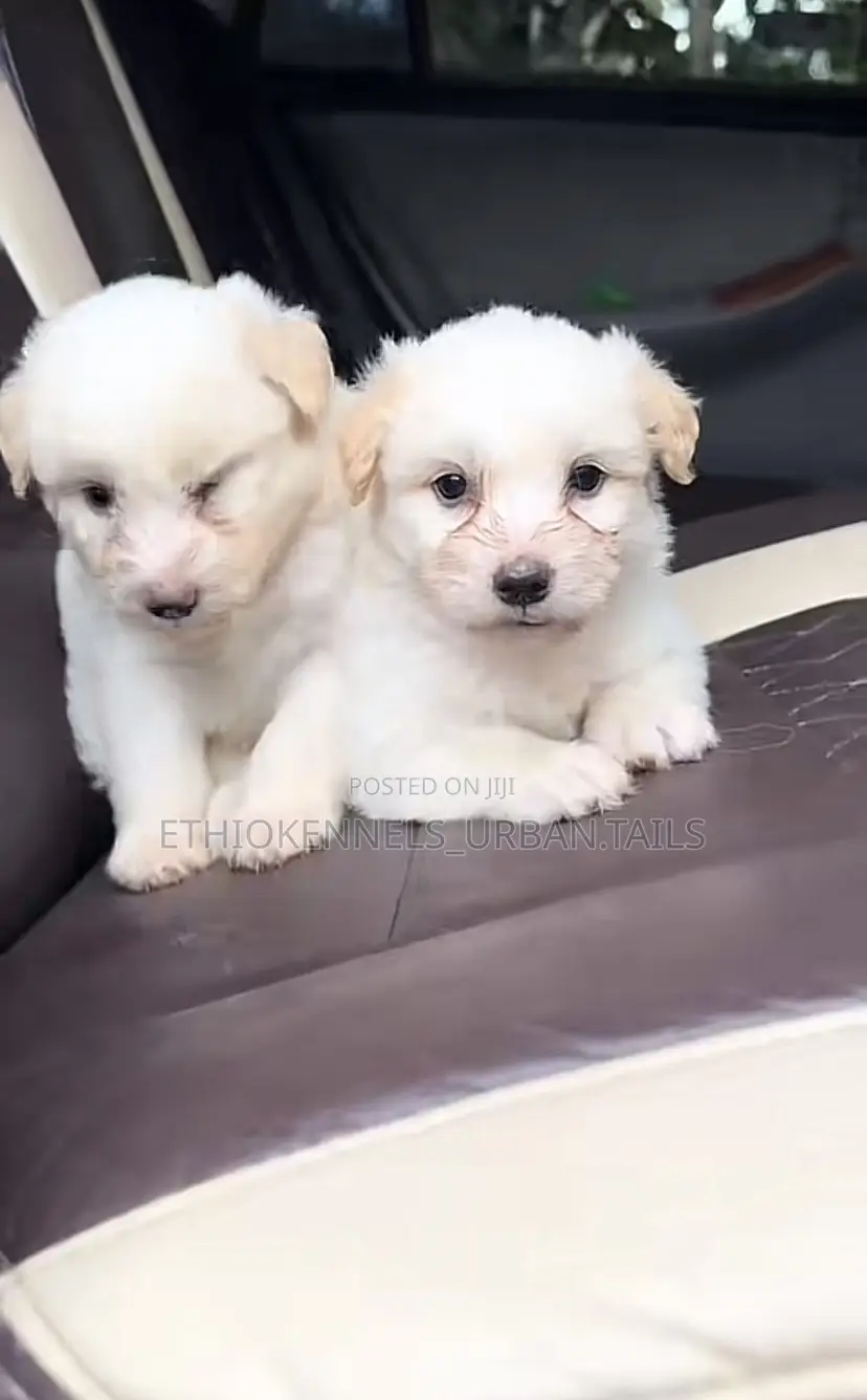 1-3 months Male Purebred Maltese