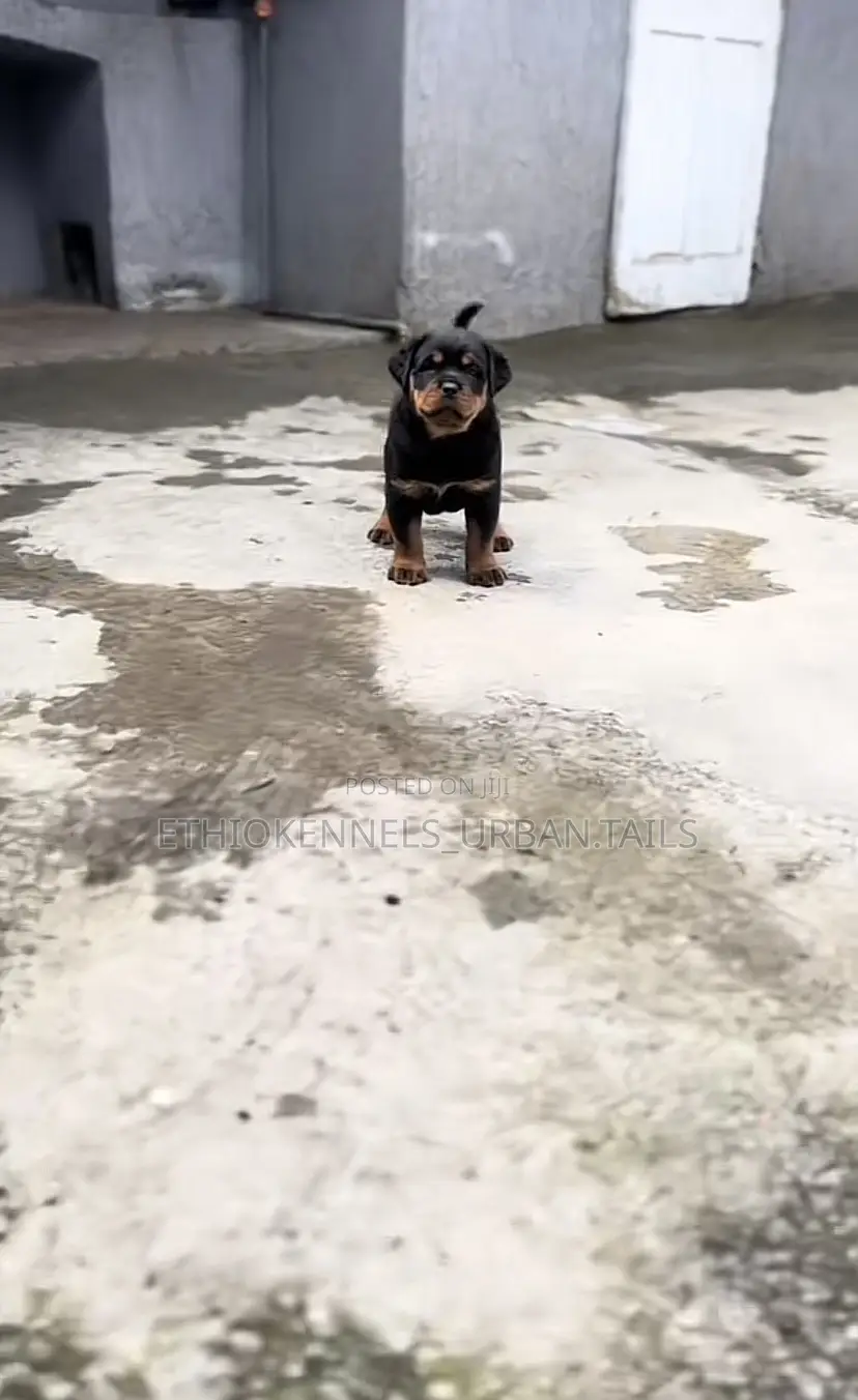 1-3 months Male Purebred Rottweiler