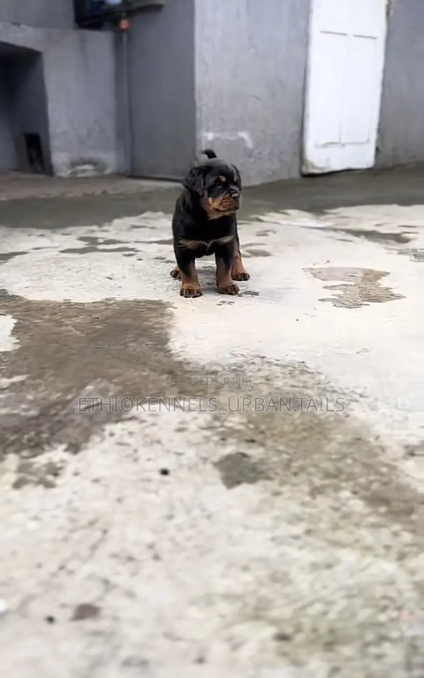 1-3 months Male Purebred Rottweiler