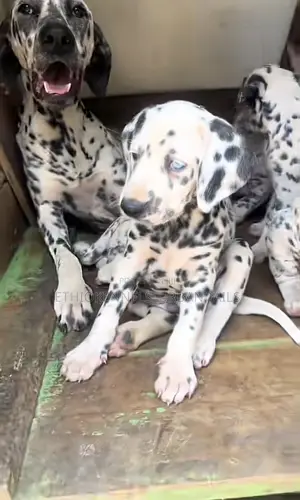 Photo - 1-3 months Male Purebred Dalmatian