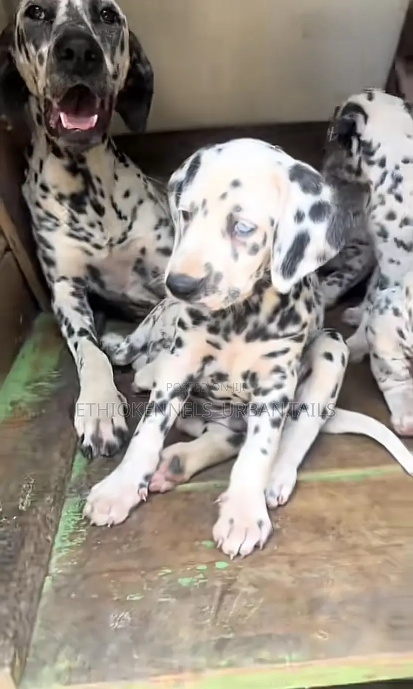1-3 months Male Purebred Dalmatian