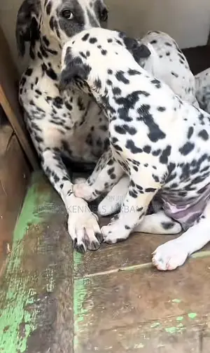 1-3 months Male Purebred Dalmatian