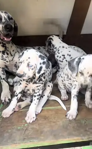 1-3 months Male Purebred Dalmatian