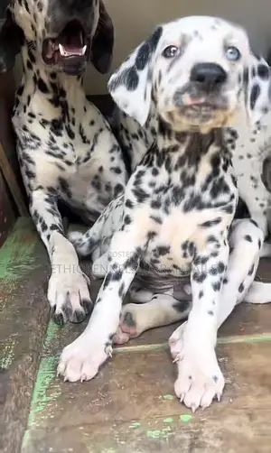 1-3 months Male Purebred Dalmatian