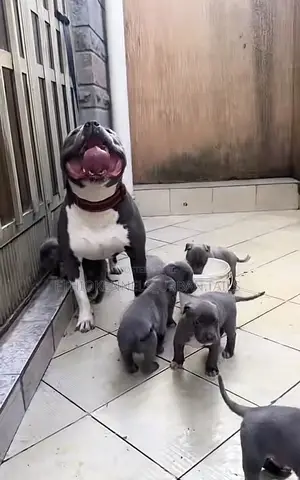 1-3 months Male Purebred American Pit Bull Terrier