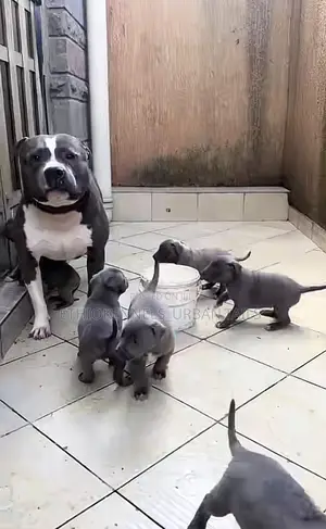 Photo - 1-3 months Male Purebred American Pit Bull Terrier