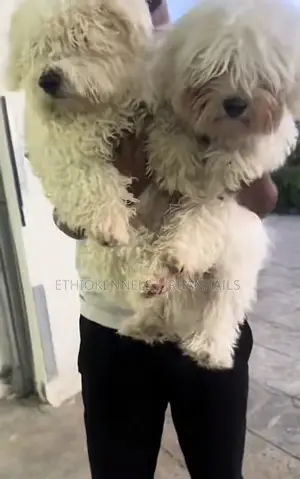 3-6 months Male Purebred Maltese