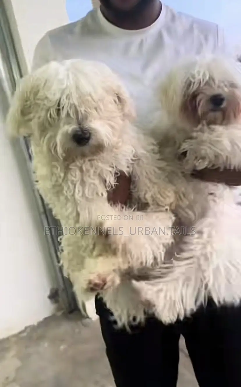 3-6 months Male Purebred Maltese