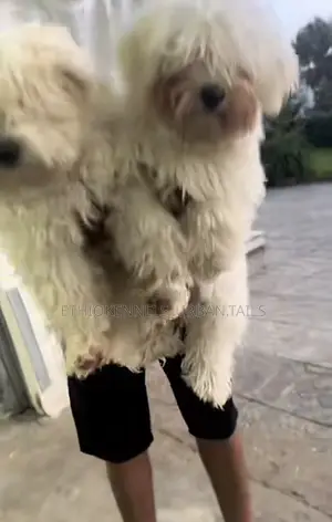 Photo - 3-6 months Male Purebred Maltese