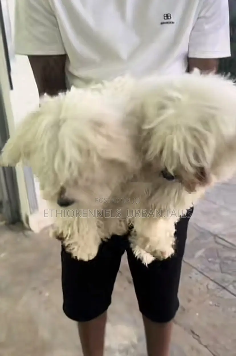 3-6 months Male Purebred Maltese