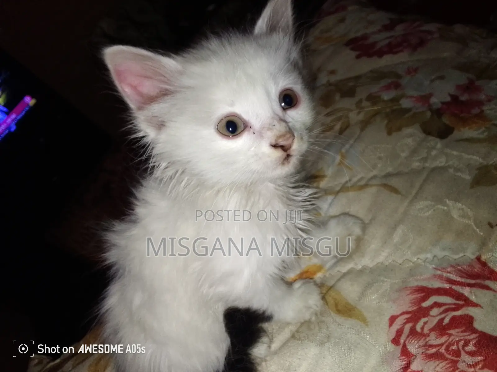 1-3 months Male Mixed Breed