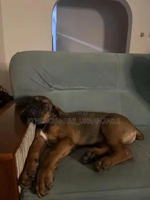 Photo - 1-3 months Male Purebred Boerboel