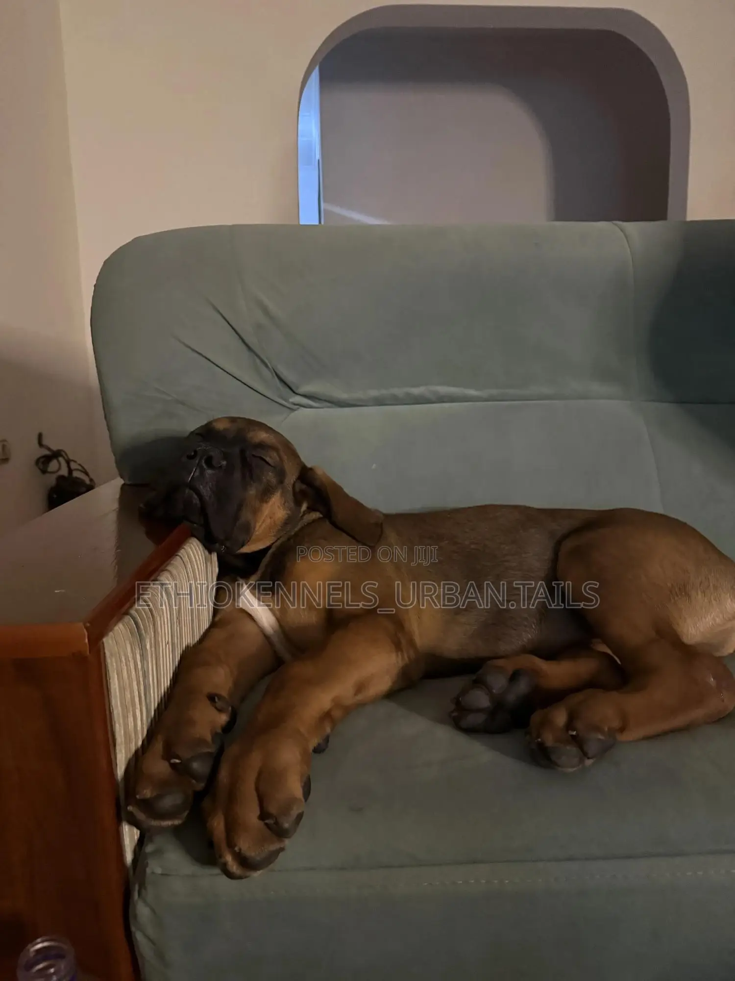 1-3 months Male Purebred Boerboel