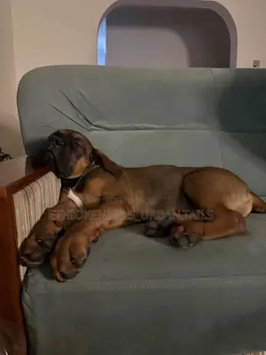 1-3 months Male Purebred Boerboel
