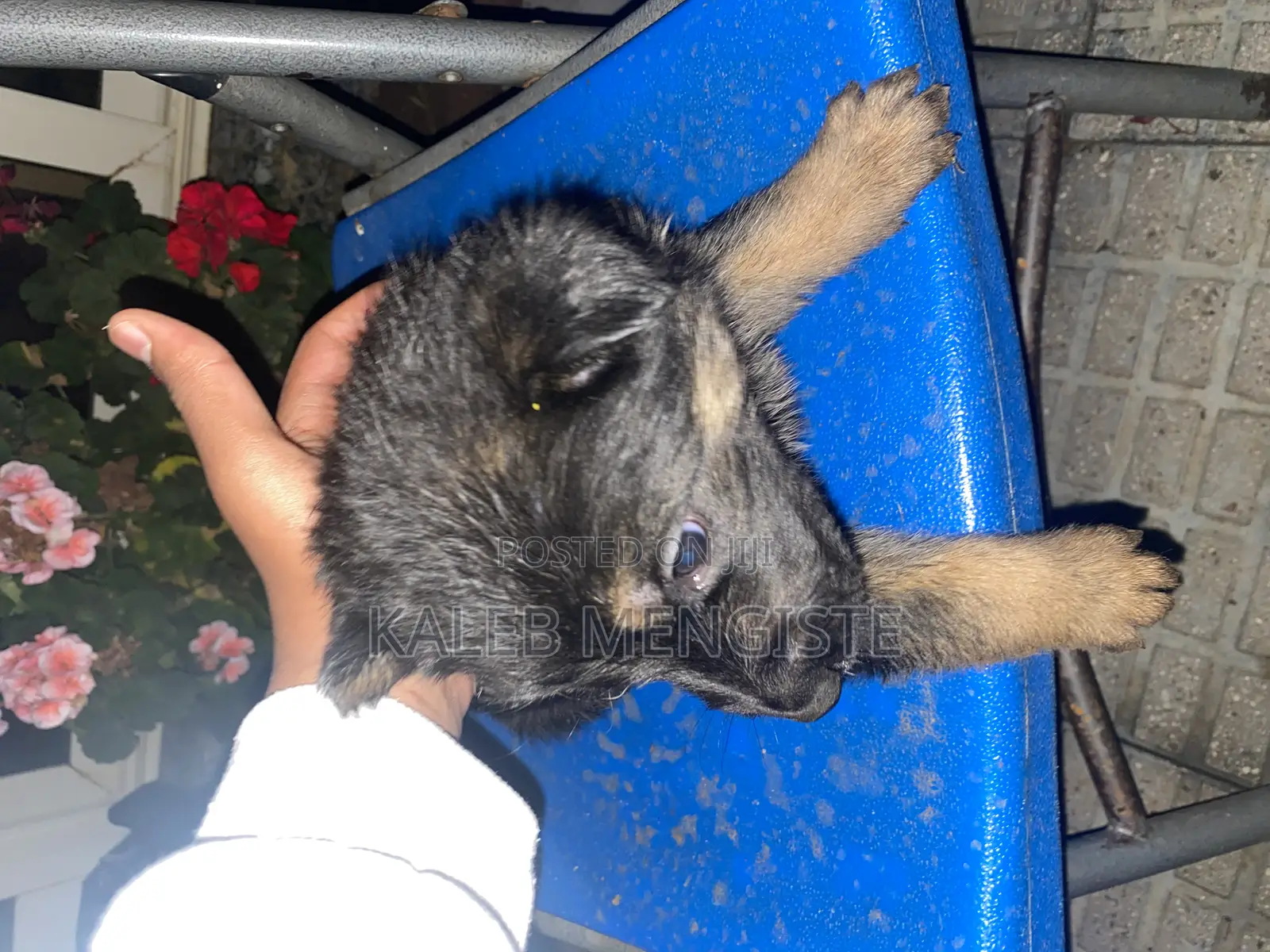 1-3 months Female Purebred German Shepherd