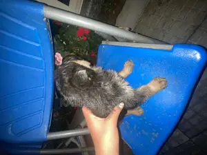 1-3 months Female Purebred German Shepherd